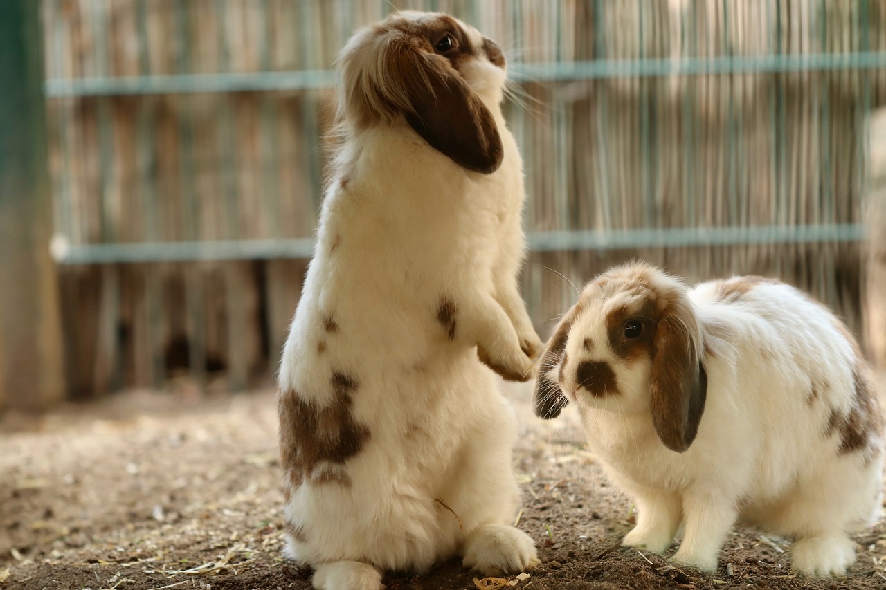 Zwei Schlappohr-Kaninchen Zwei braun-weiße Schlappohr-Kaninchen auf Streu. Eins steht auf seinen Hinterläufen und schaut nach rechts.