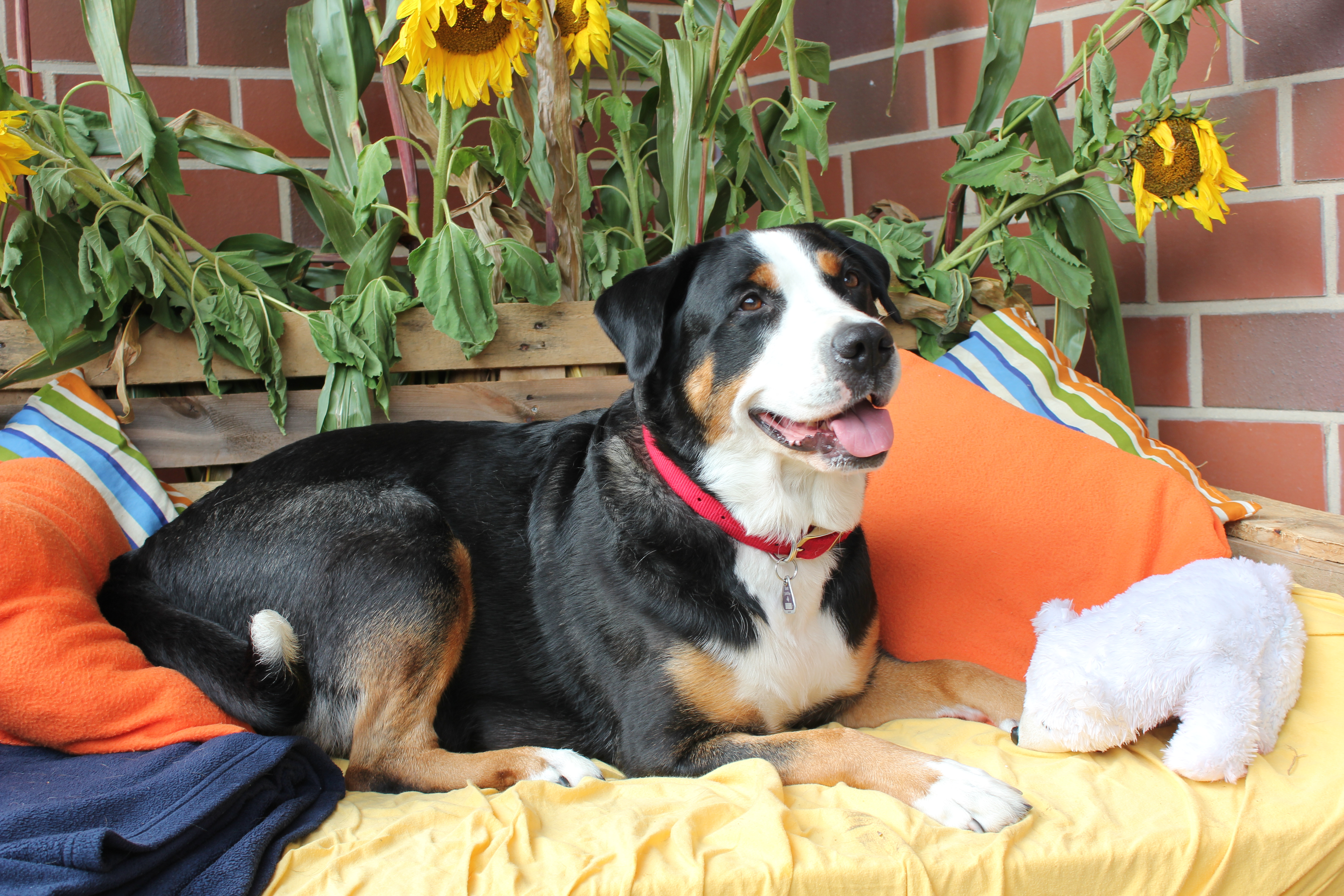 Paula Ein Apenzeller Sennenhund liegt freundlich schauen auf seinem Außenliegeplatz.
