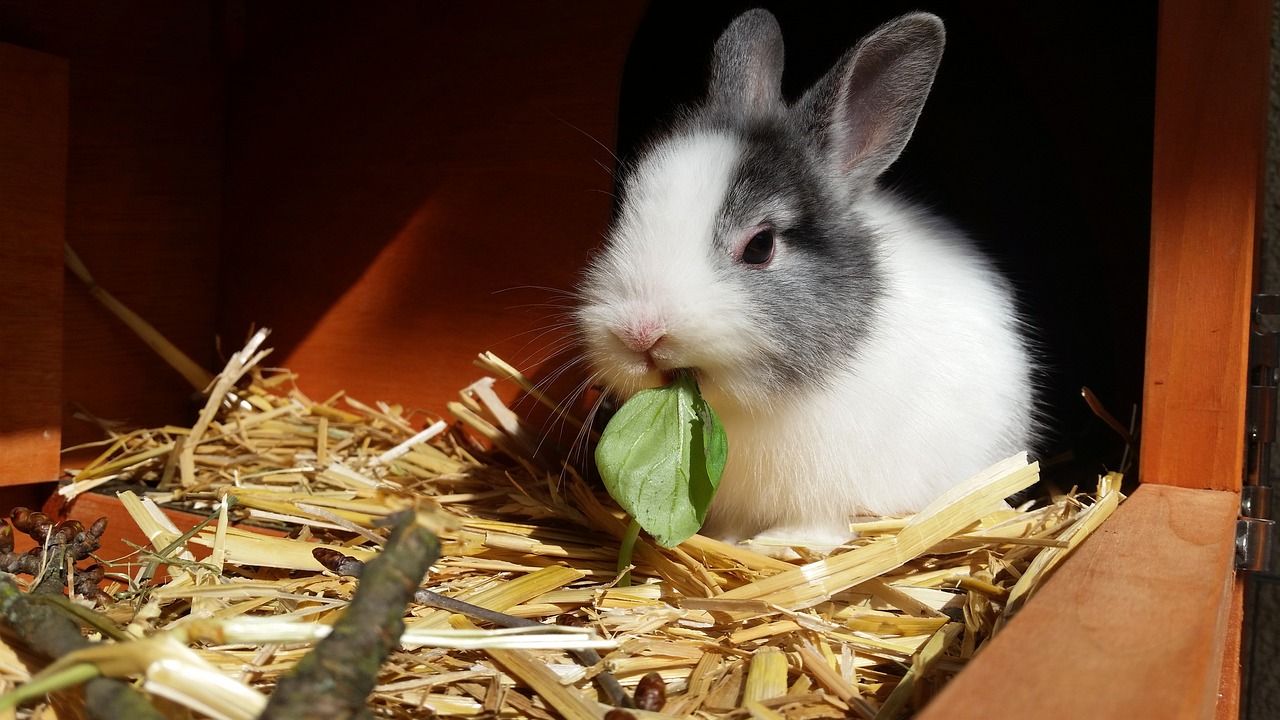 Essendes Kaninchen Ein grau-weißes Kaninchen mümmelt ein Salatblatt.