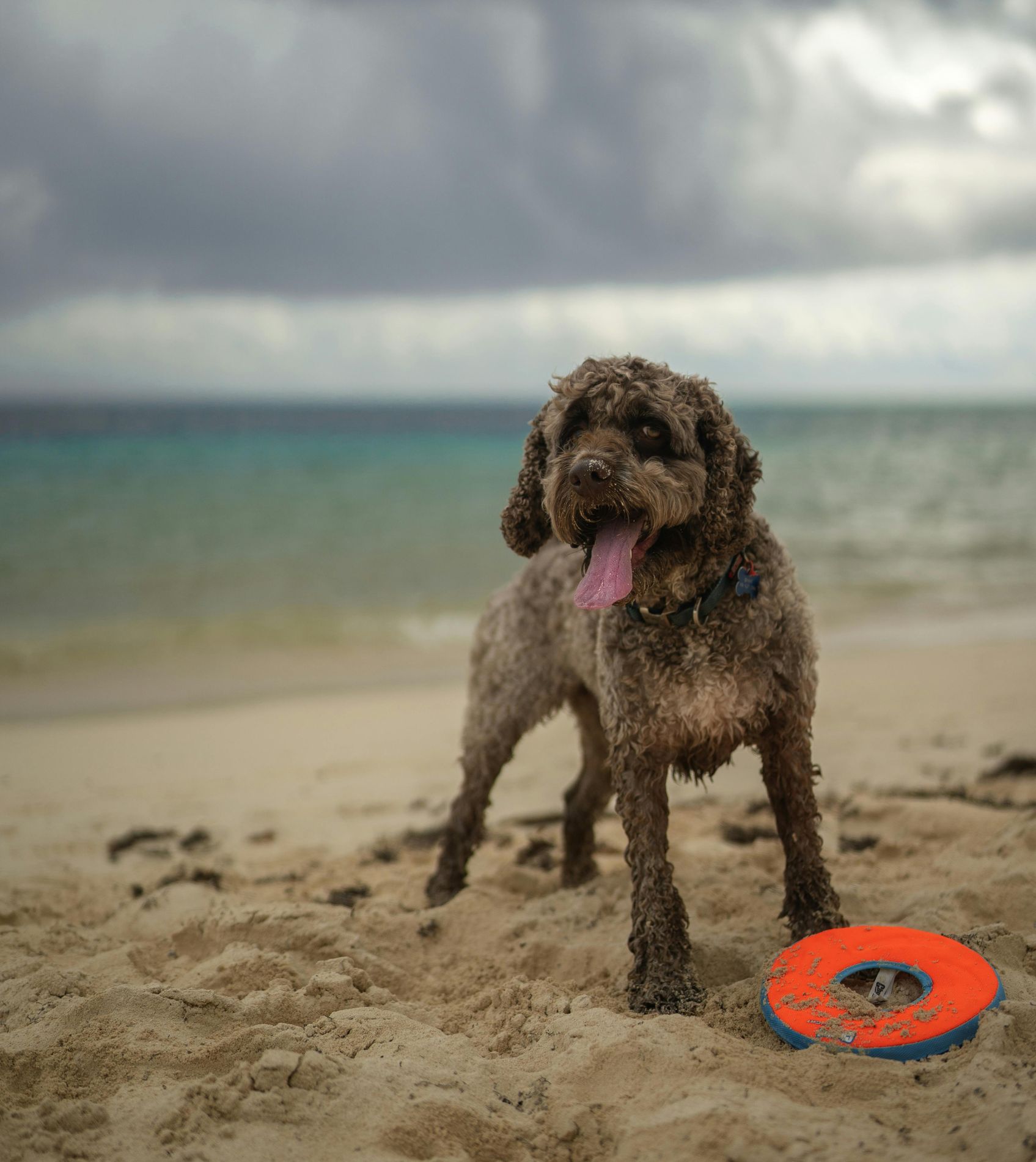 Hund mit Spielzeug am Strand