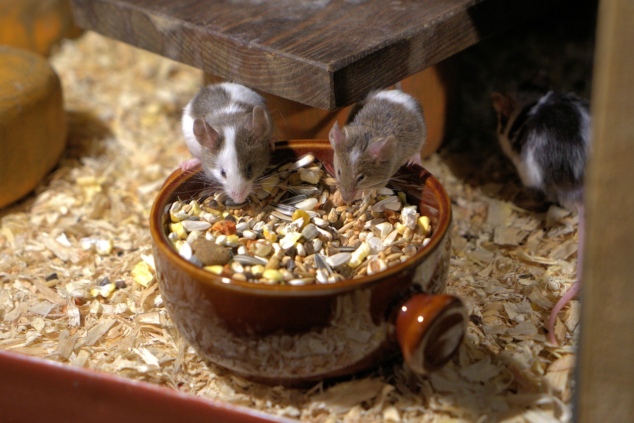 Mäusefutter Zwei Mäuse fressen gemeinsam aus einem großen Napf.