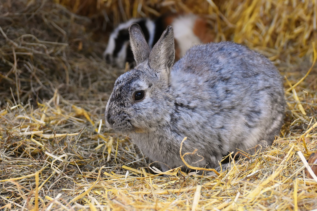 Kaninchen auf Heu Ein graues Kaninchen sitzt im Heu. Im Hintergrund sieht man ein Meerschweinchen.