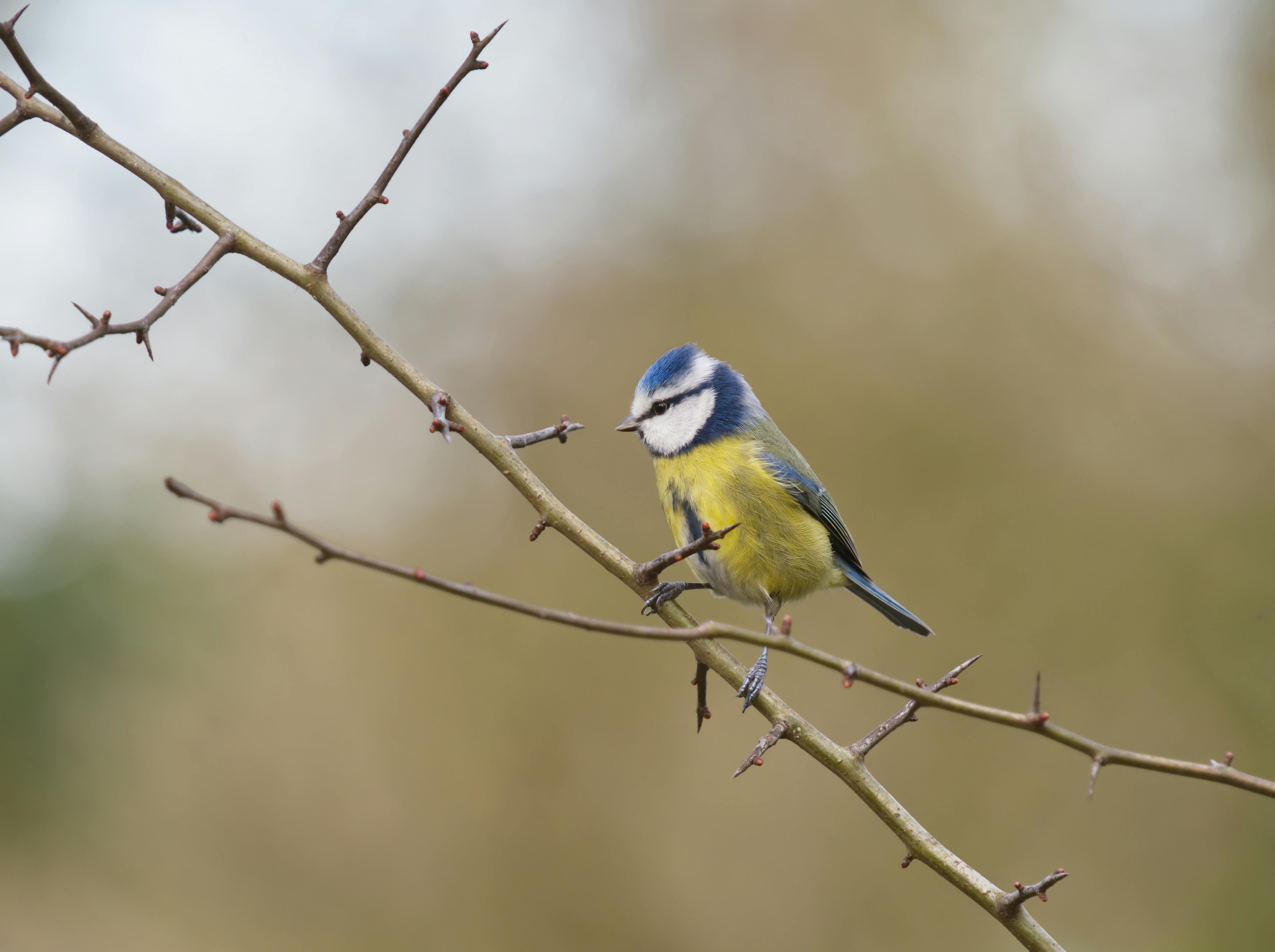 Eine Blaumeise sitzt auf einen nackten Ast.