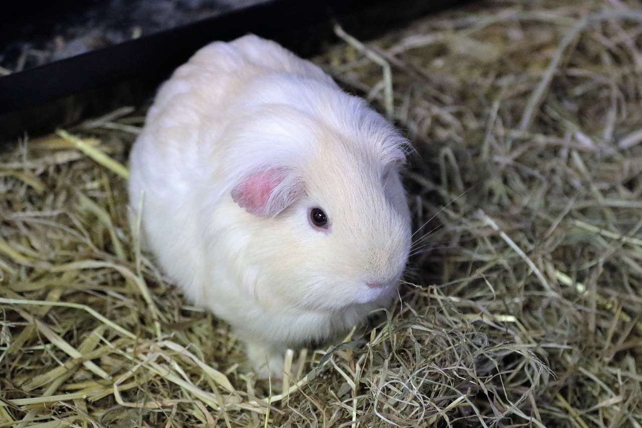 Ein weißes Meerschweinchen steht im Heu.