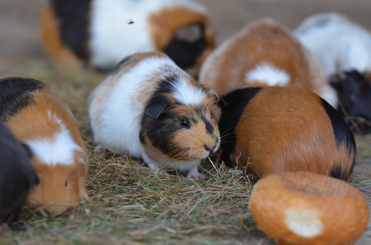 Eine Herde von bunten Meerschweinchen steht im Heu.