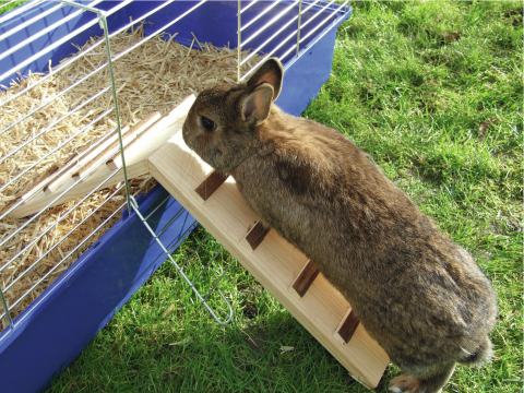 Holzbrücke für Käfigausgang