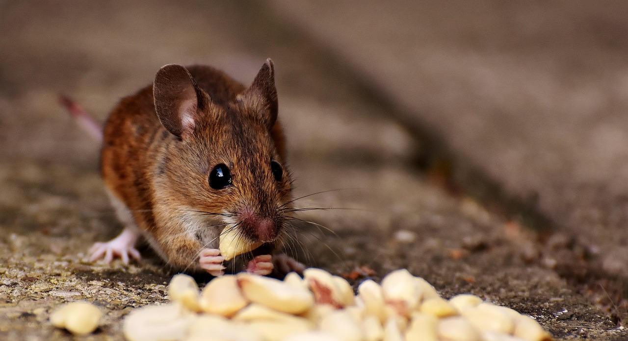 Maus mit Erdnuss Eine kleine Maus sitzt vor einem Haufen Erdnüsse und futtert gerade eine.