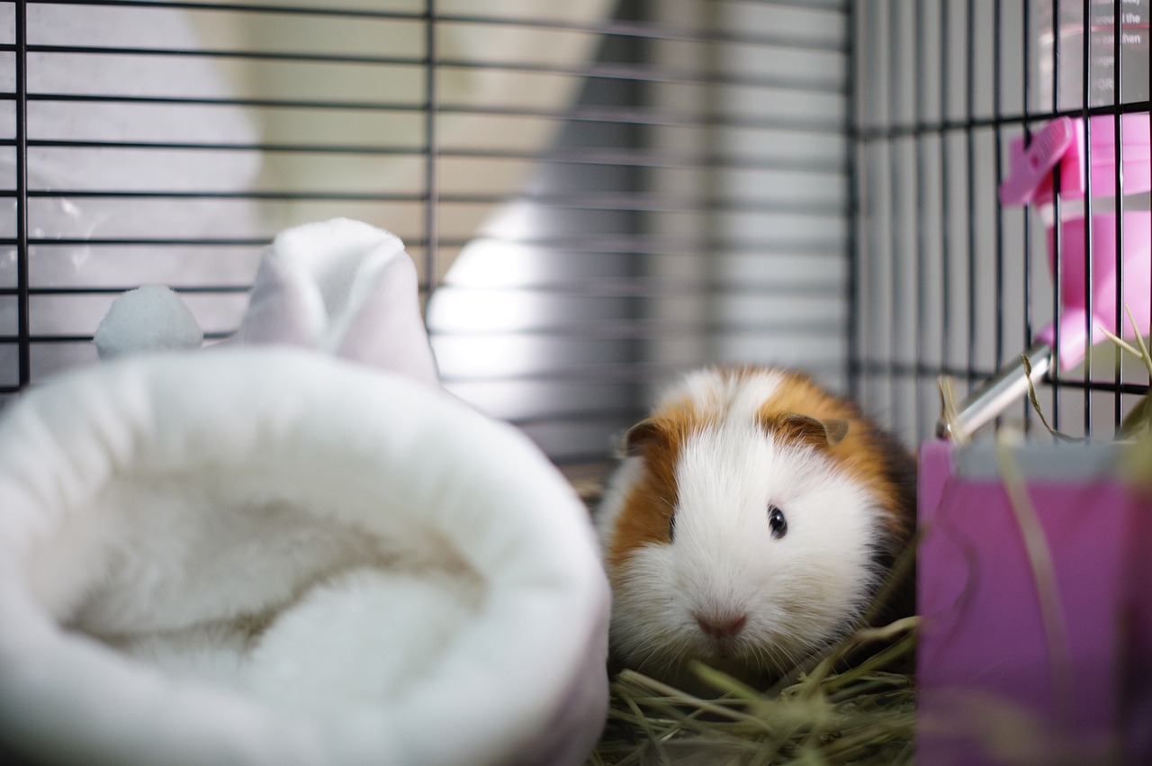 Meerschweinchen-Nest Ein Meerschweinchen steht in einer Ecke seines Käfigs.