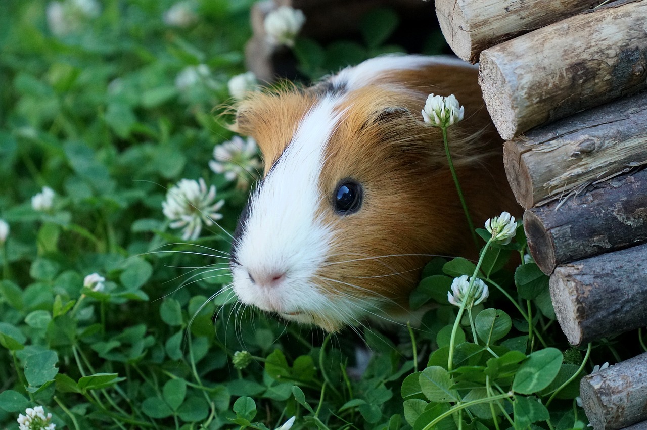 Ein weiß-braunes Meerschweinchen schaut aus seinem Holzhäuschen hervor.