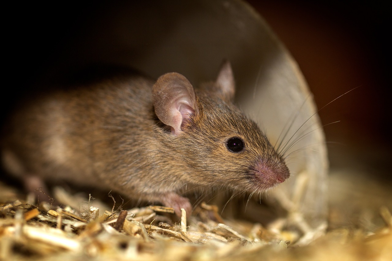 Eine braune Maus tastet sich vorsichtig durchs Heu.