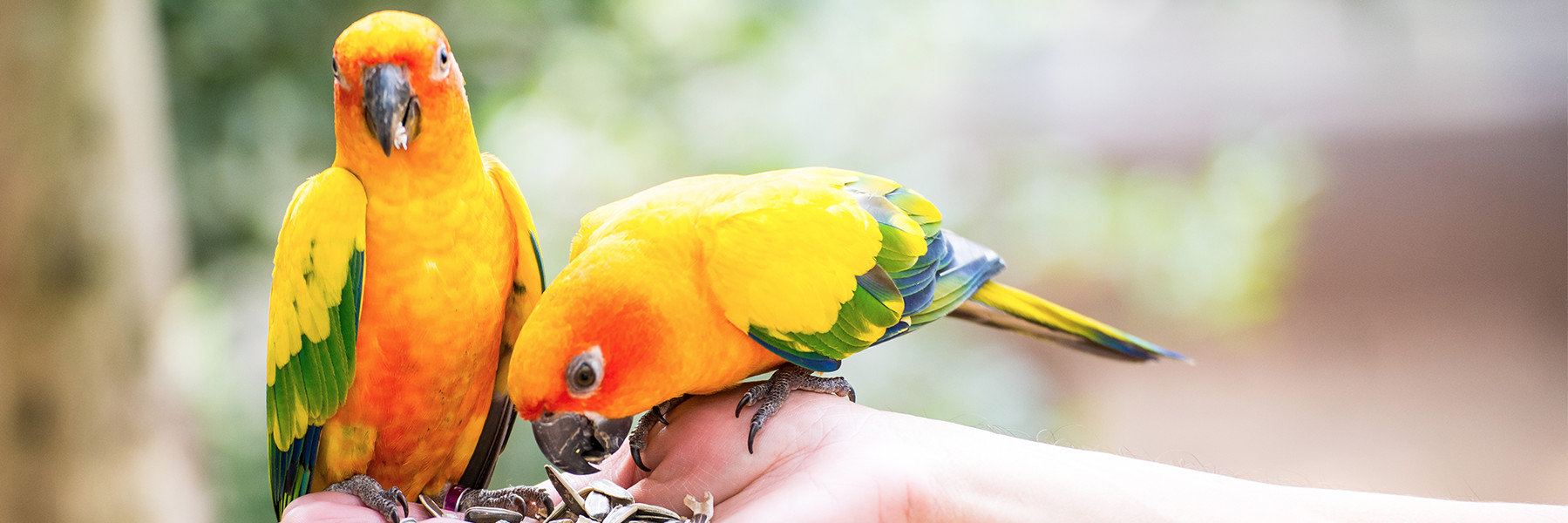 Zwei Sonnensittiche sitzen auf einer Menschenhand mit Futter. Ein Vogel isst, der andere schaut geradeaus.