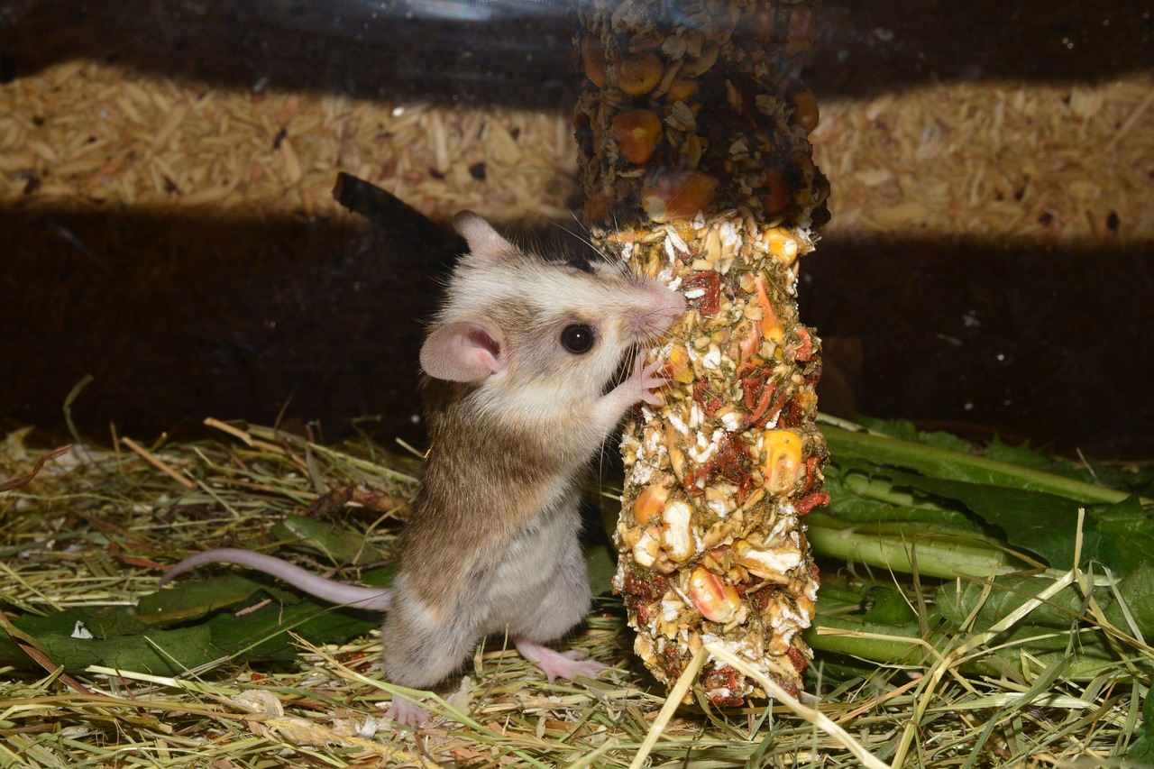 Nagende Maus Eine Maus nagt stehend an einem Knabberstick.